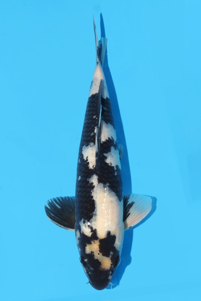 面迫产 白写 二才 35cm 雄性 343062