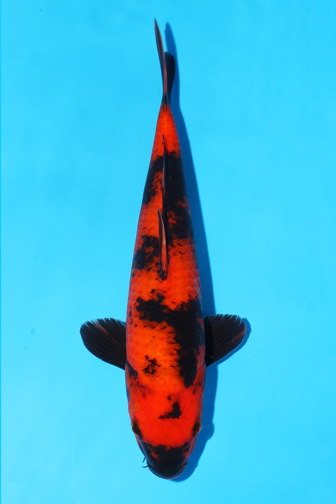 篠田产 绯写 当才 30cm 雌性 343071