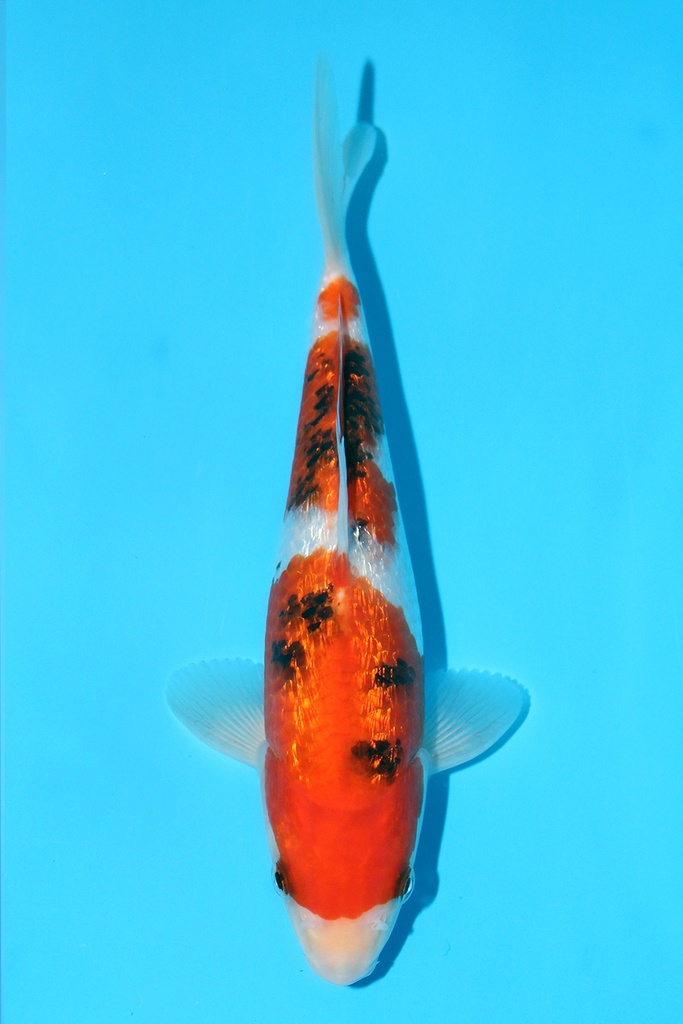 桃太郎产 大正 当才 22cm 公母不明 343074