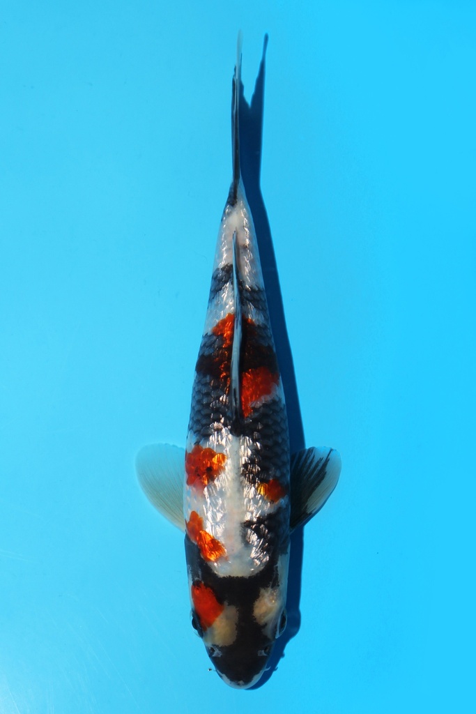 谷口产 银鳞昭和 当才 19cm 公母不明 343079