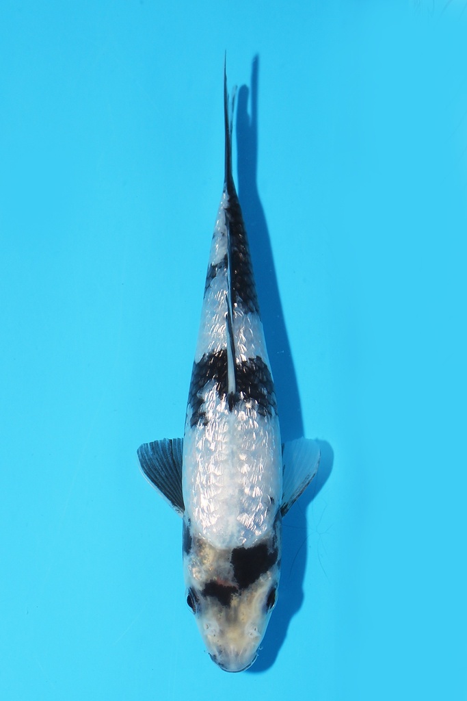 尾形产 银鳞白写 当才 17cm 公母不明 343080