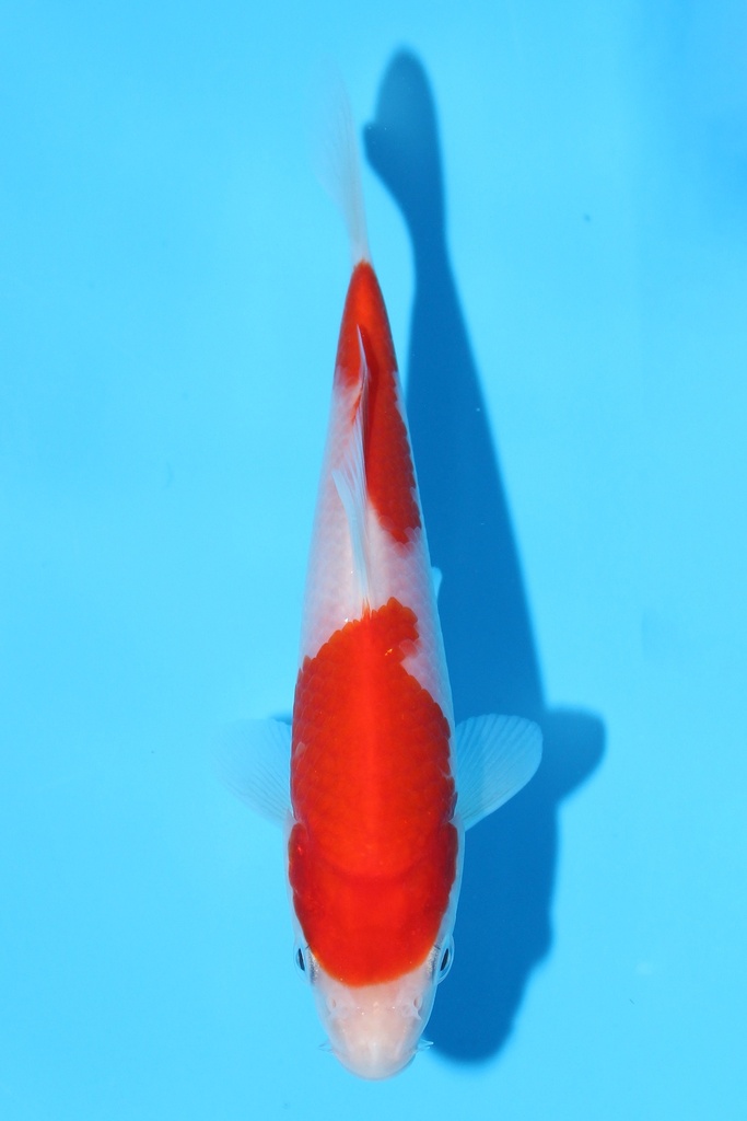 阪井产 红白 当才 14cm 公母不明 343083