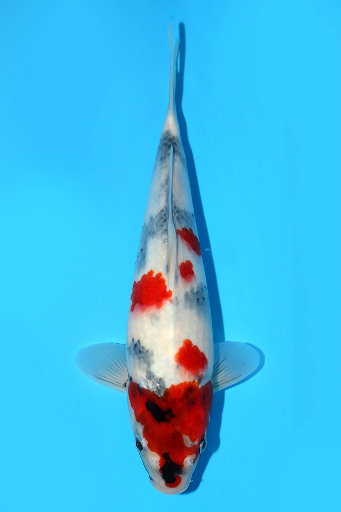 大日产 昭和 大当才 31cm 雄性 343093