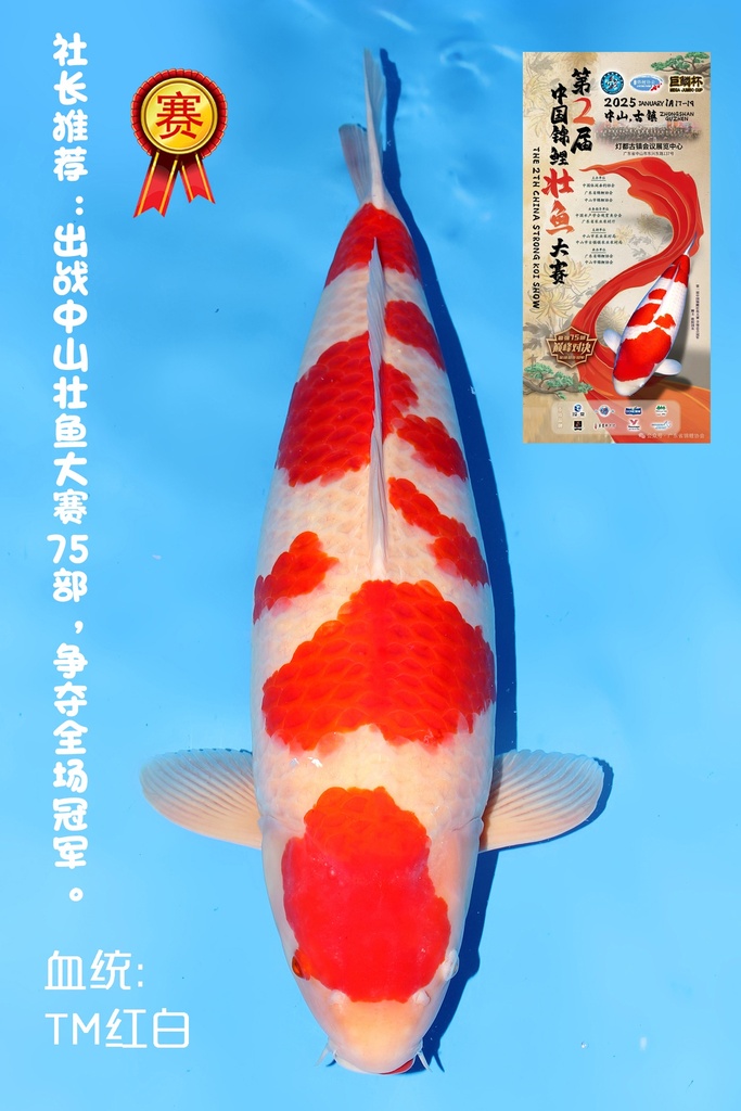 桃太郎产 红白 四才 74cm 雌性 344001