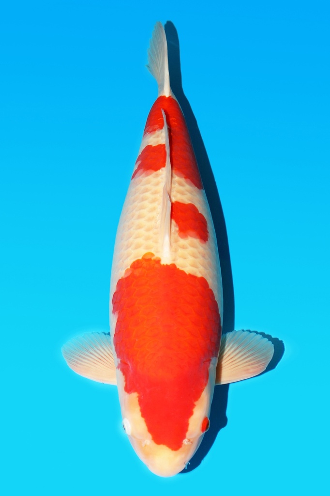 阪井产 红白 三才 66cm 雌性 344006