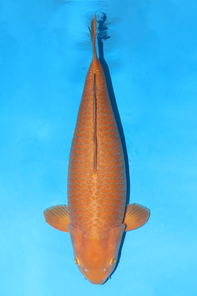 尾形产 茶鲤 四才  80cm 雌性 344007