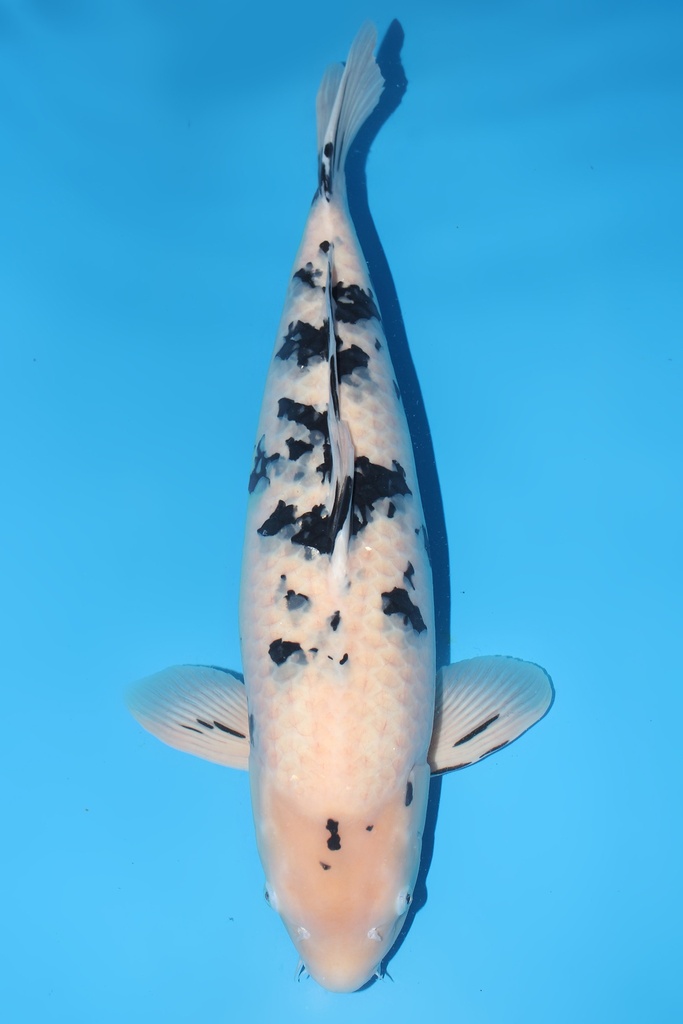 新阪井产 别甲 四才  68cm 雌性 344016