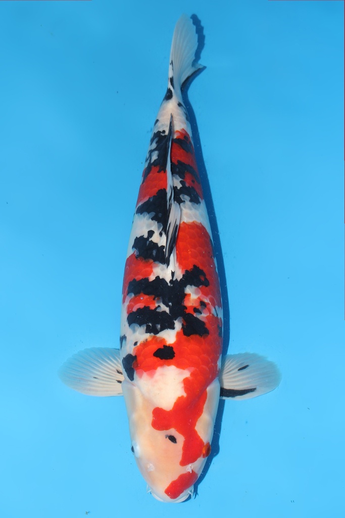 大川产 大正 三才  66cm 雌性 344012