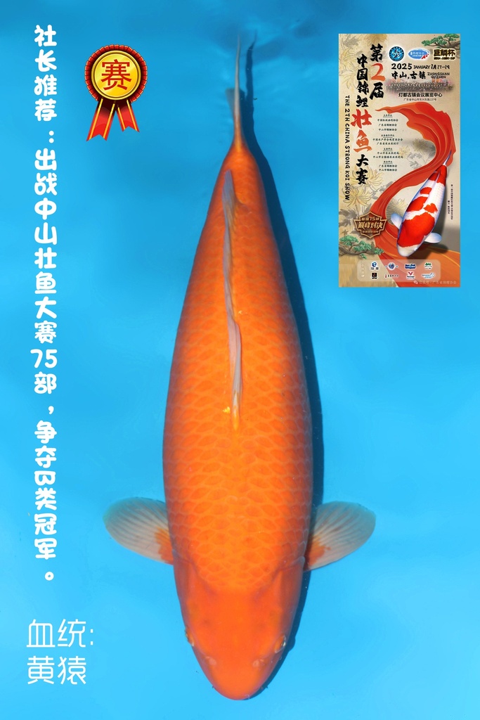 大日产 黄猿介子鲤 三才  75cm 雌性 344010