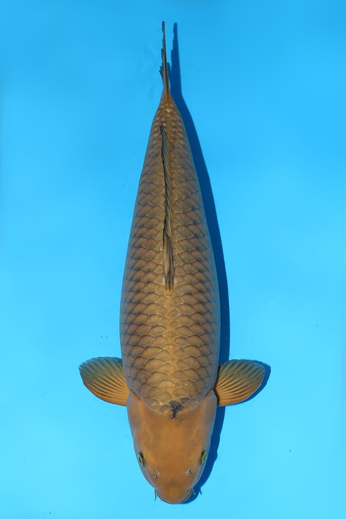 诚太郎产 茶鲤 三才 70cm 雌性 344021