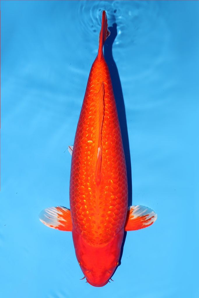 桃太郎产 橘黄金 三才  64cm 雌性 344015