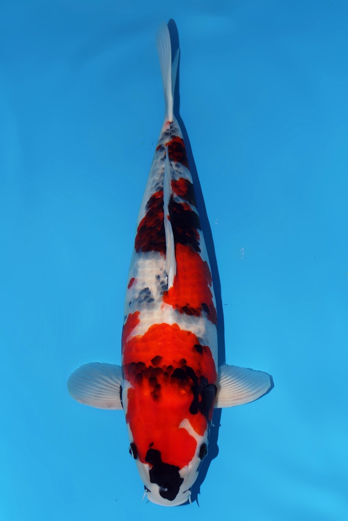 大日产 昭和 三才 60cm 雌性 344019