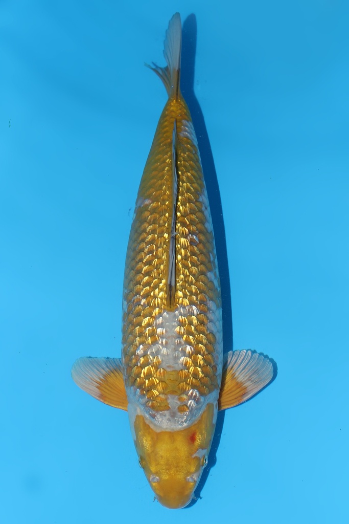 桃太郎产 银鳞落叶 二才 51cm 雌性 344025