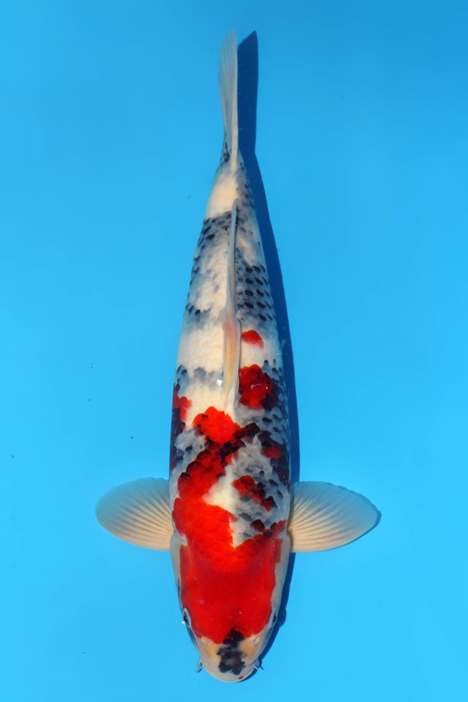 大日产 昭和 二才 48cm 雄性 344026