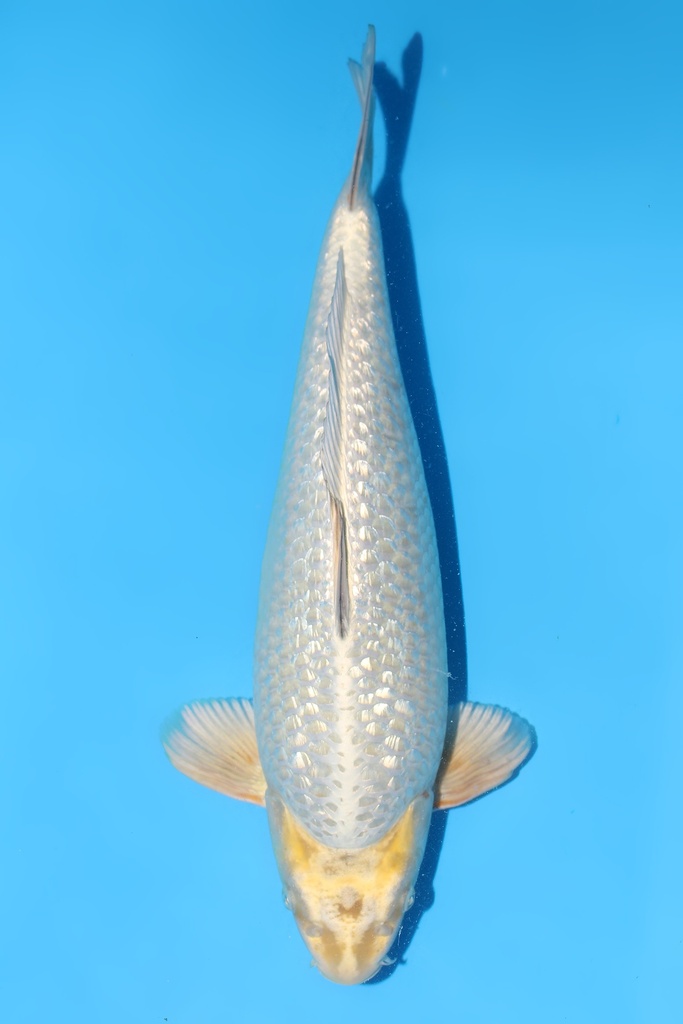 桃太郎 变种鲤 二才 46cm 雄性 344027