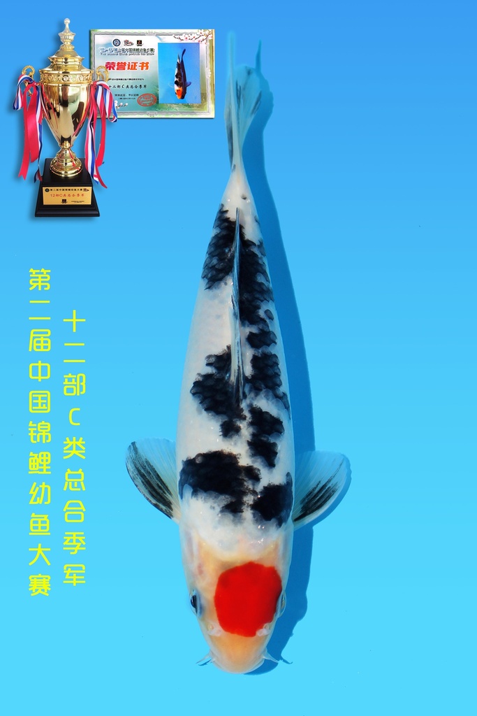 阪井产 丹顶三色 二才 20cm 雌性 344024