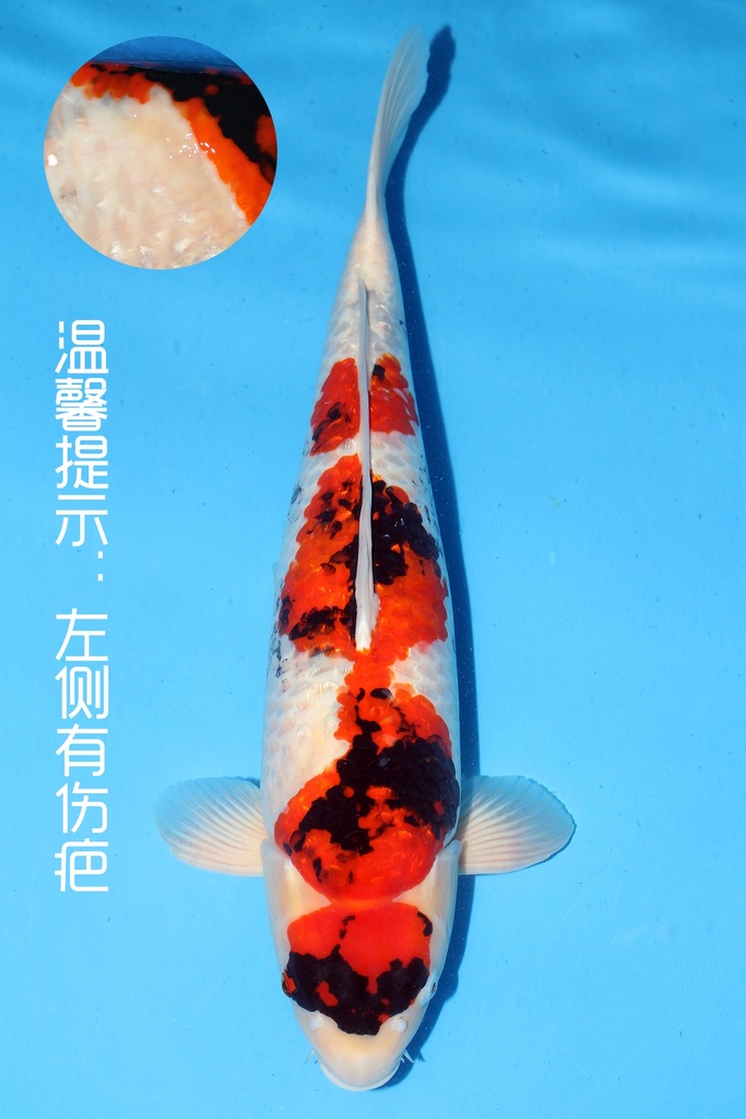 桃太郎产 银鳞昭和 三才 63cm 雌性 344025