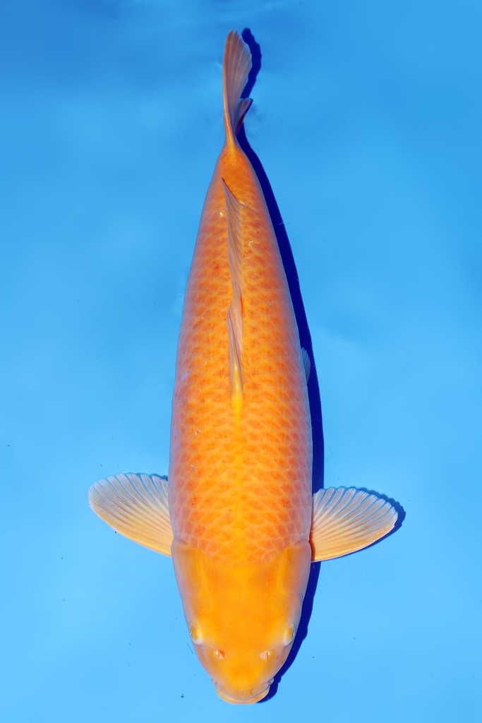 大日产 黄金介子鲤 三才 69cm 雌性 344035