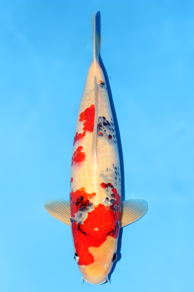 大日产 昭和 三才 63cm 雌性 344028