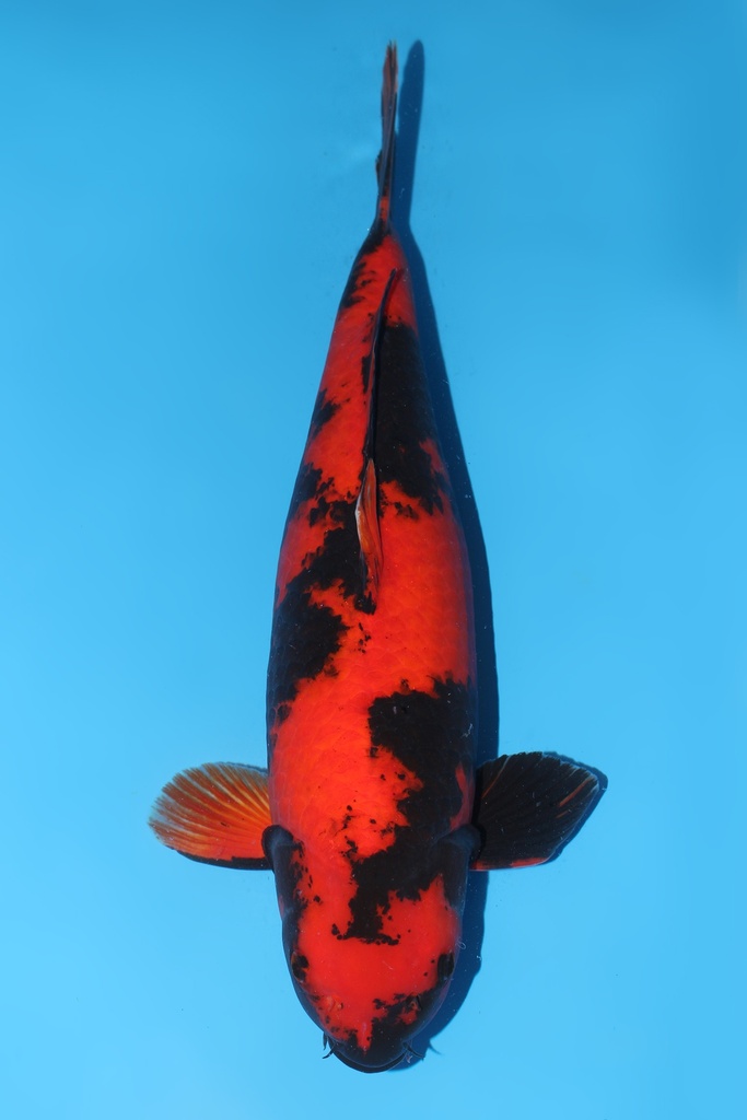 篠田产 绯写 三才 59cm 雌性 344038