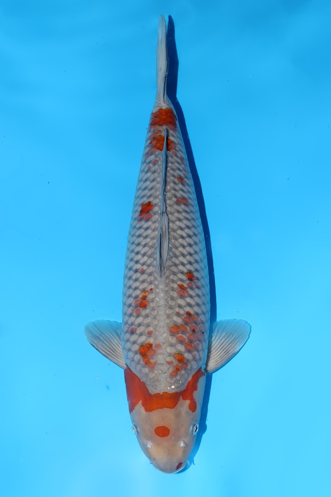 清十郎产 落叶 三才 57cm 雌性 344035