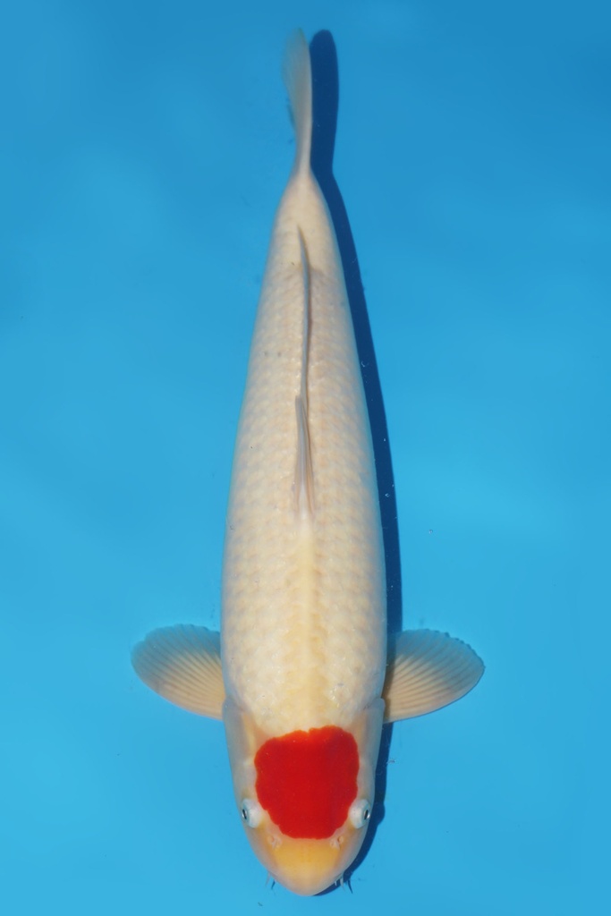 大日产 丹顶 二才 48cm 雄性 344037