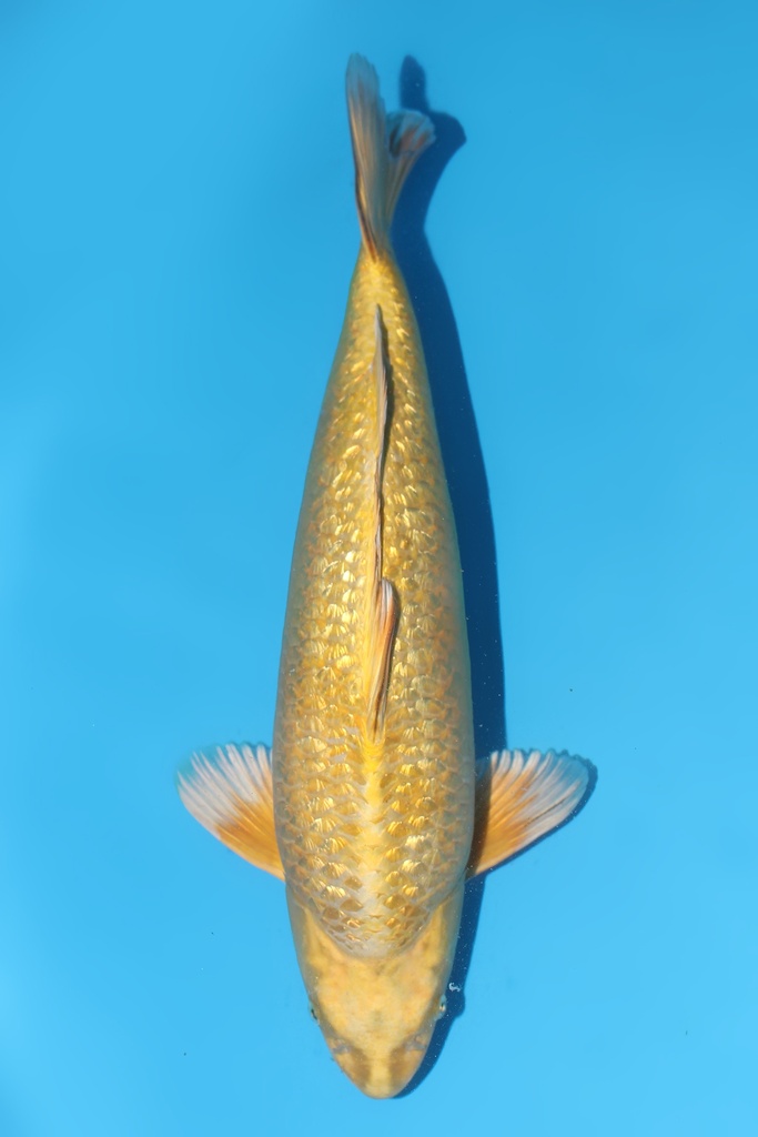 桃太郎产 变种鲤 二才 46cm 雄性 344050