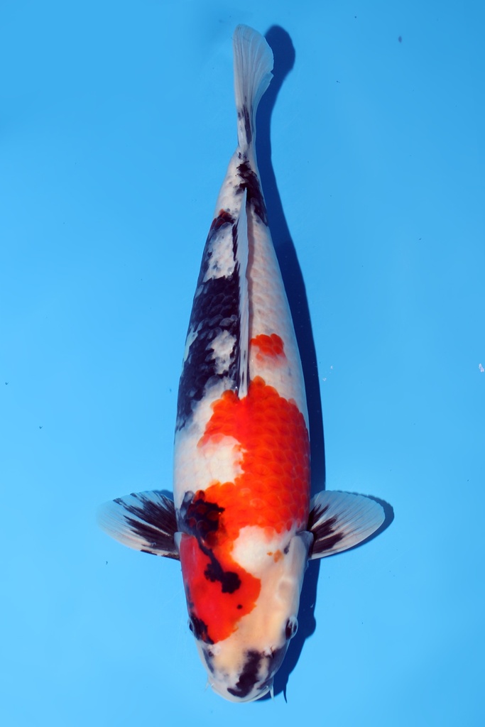 大日产 昭和 二才 46cm 雌性 344051