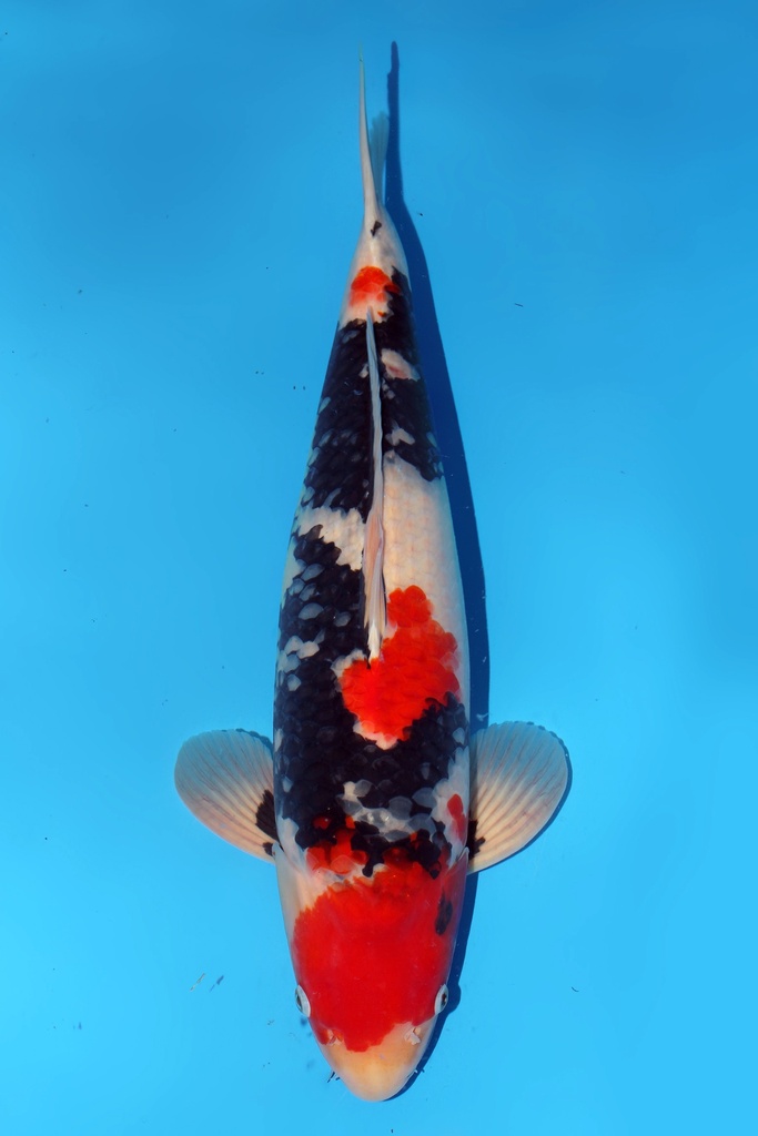 大日产 昭和 二才 45cm 雄性 344066