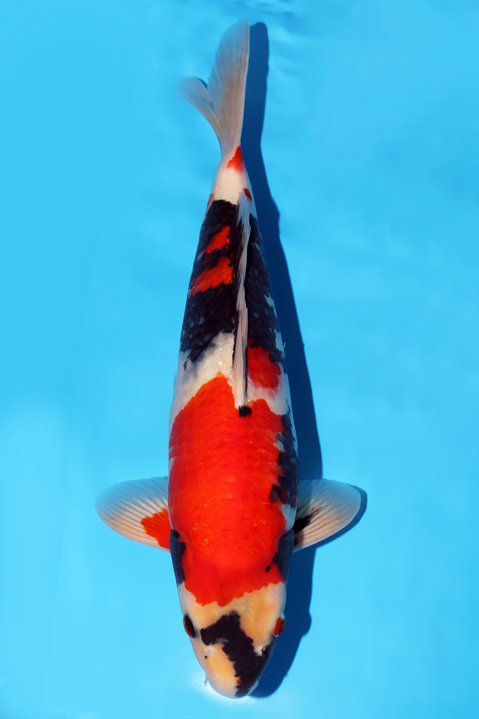 尾形产 昭和 二才 42cm 公母不明 344053