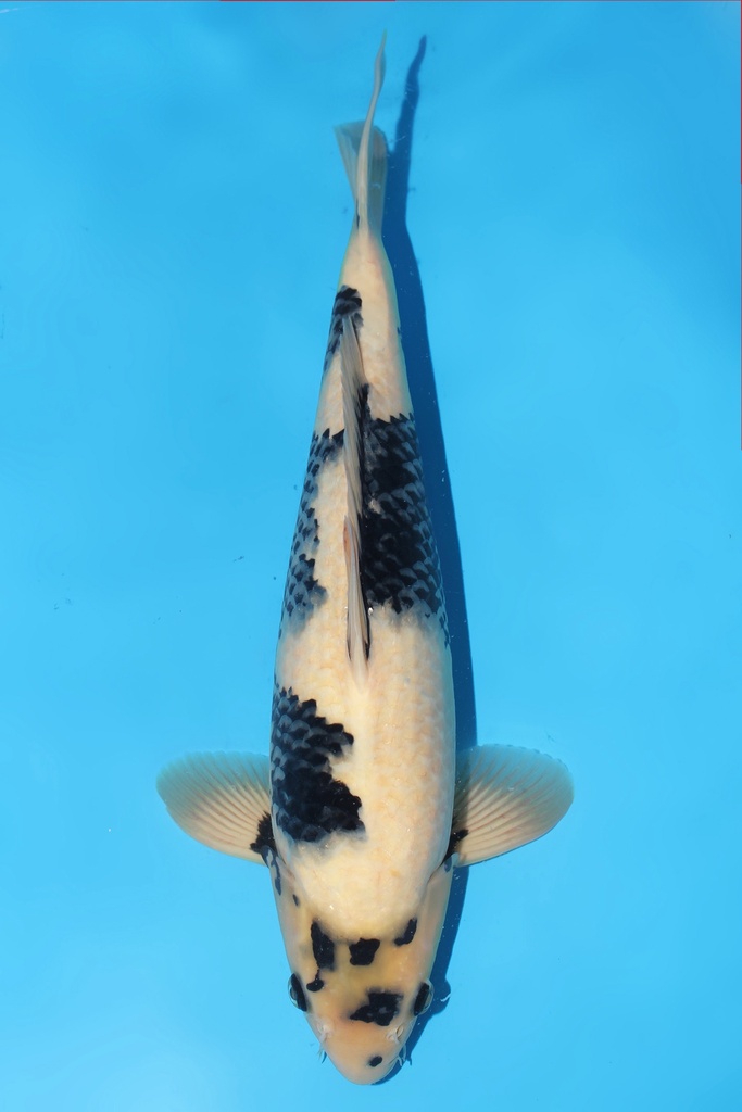 尾形产 白写 二才 42cm 雌性 344054