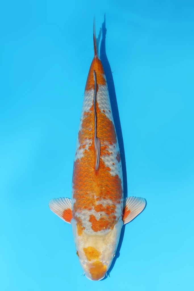 桃太郎 落叶 二才 52cm 雄性 344070