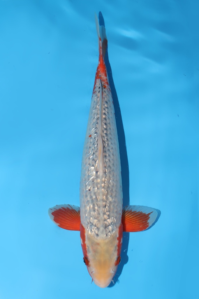 尾形产 银鳞浅黄 二才  43cm 雌性 344073