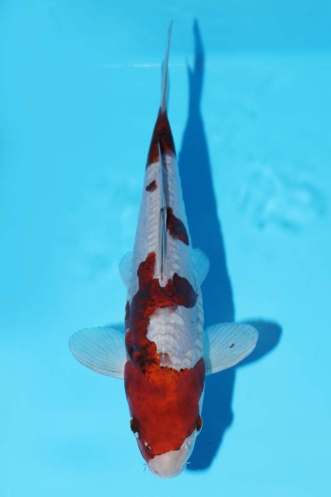 菅野产 德系落叶 当才 26cm 公母不明 344074