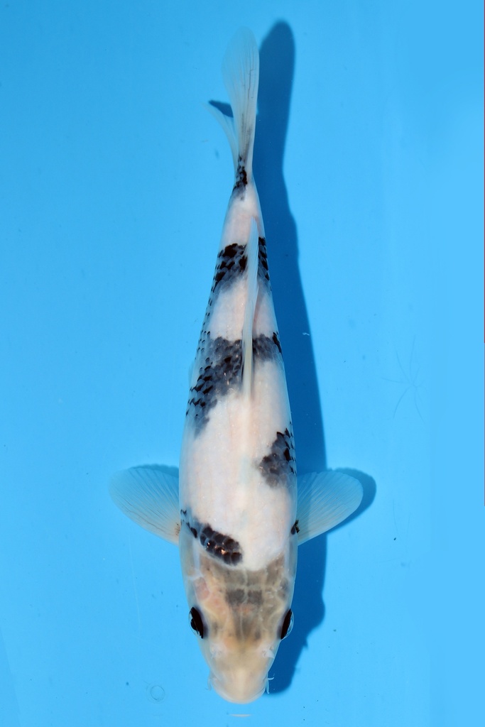 尾形产 白写 当才 25cm 公母不明 344061