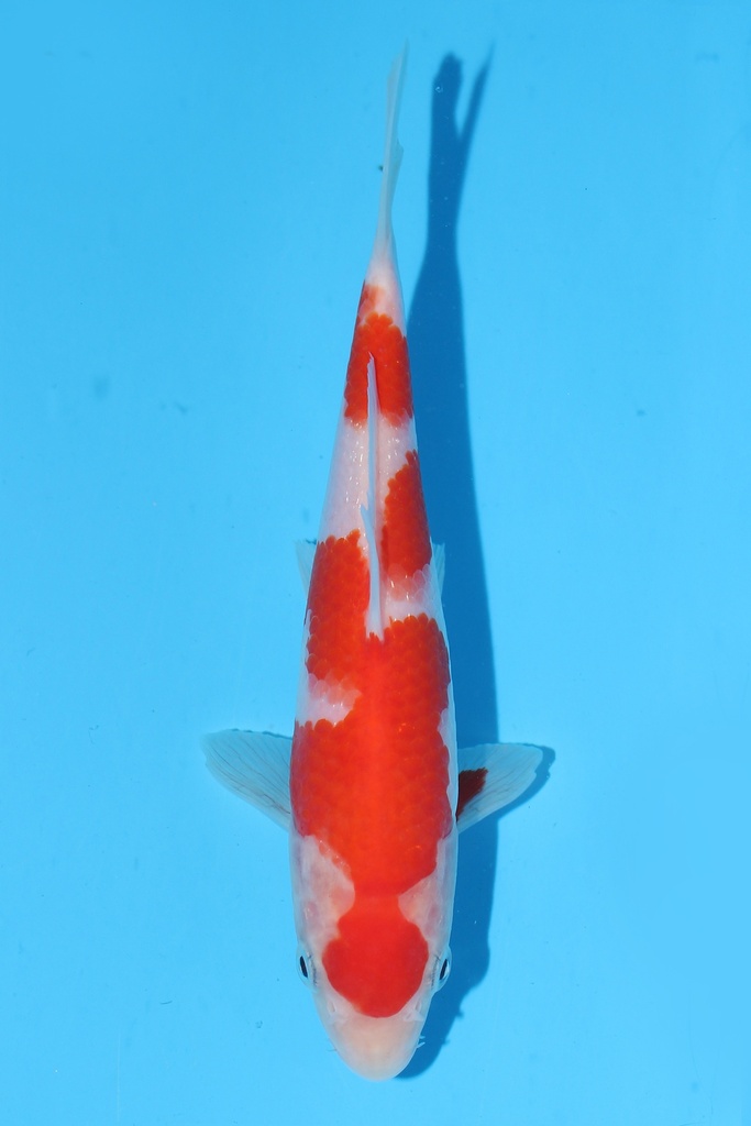 尾形产 红白 当才 18cm 公母不明 344077