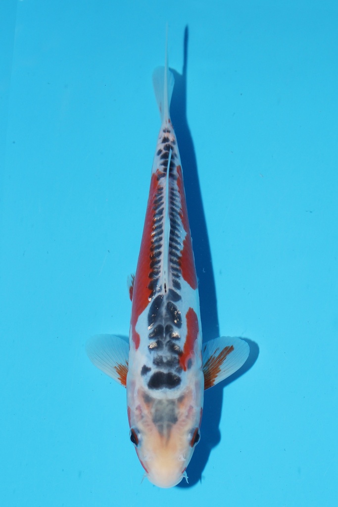 田中产 秋翠 当才 22cm 公母不明 344086