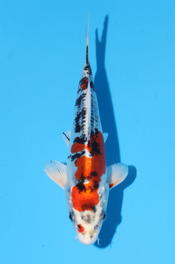 尾形产 大和锦 当才 19cm 公母不明 344080