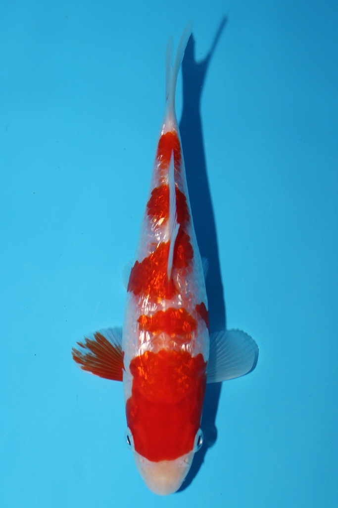 谷口产 银鳞红白 当才 18cm 公母不明 344088