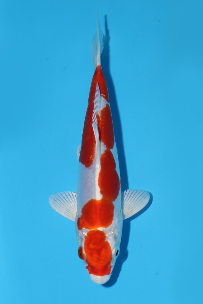 菅野产 菊水 当才 17cm 公母不明 344090