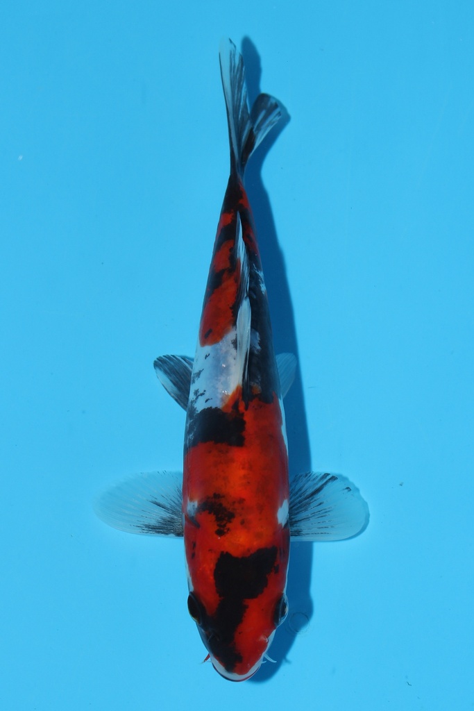 菅野产 德系昭和 当才 17cm 公母不明 344091