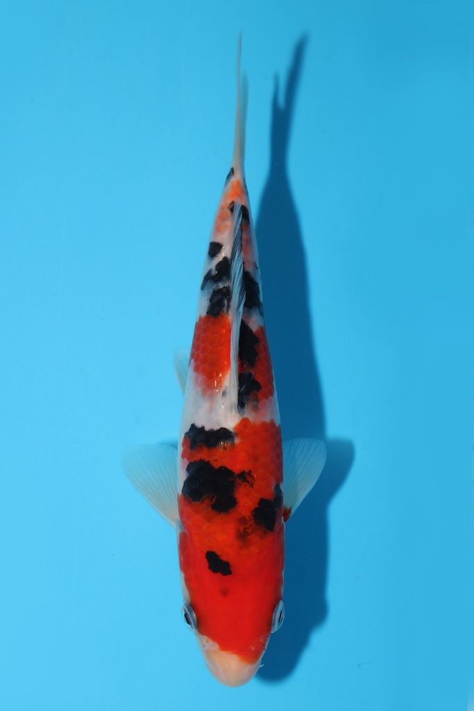 阪井产 大正 当才 17cm 公母不明 344093