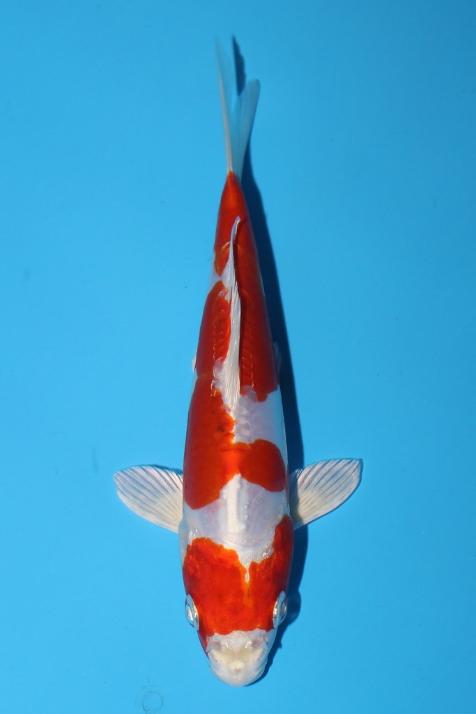 菅野产 菊水 当才 16cm 公母不明 344095