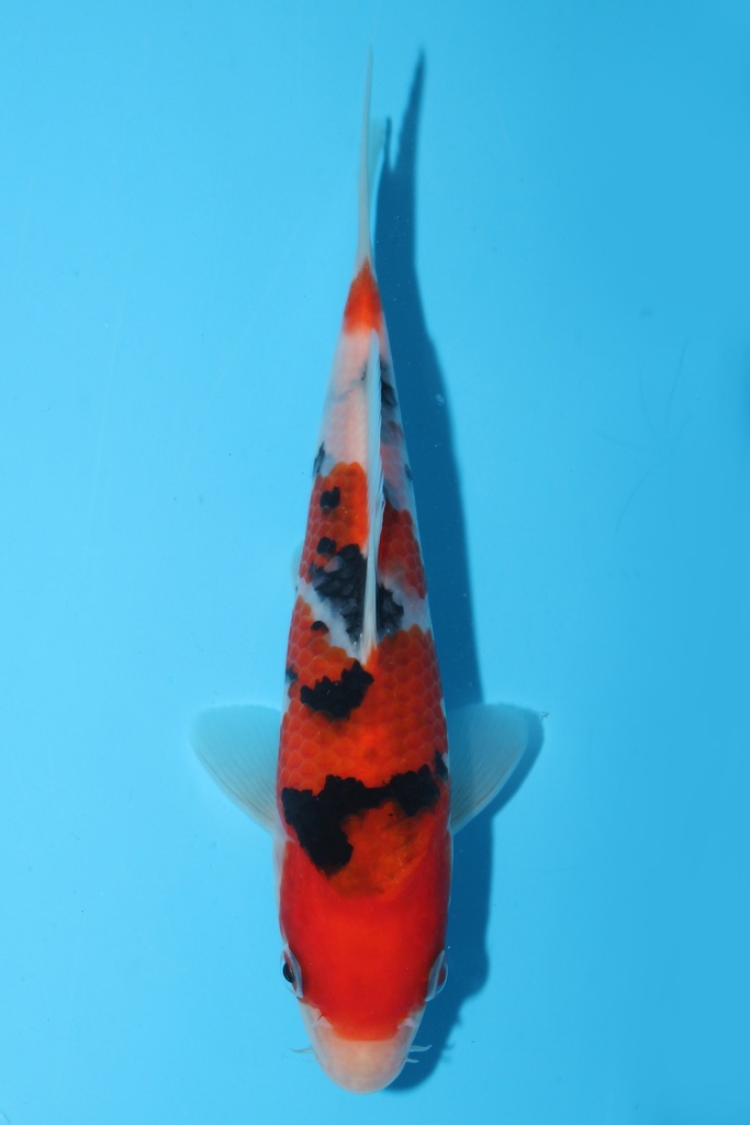 阪井产 大正 当才 16cm 公母不明 344096