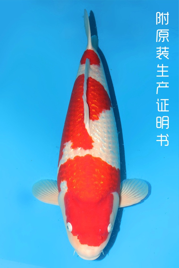细海产 银鳞红白 四才 雌性 68cm 345008