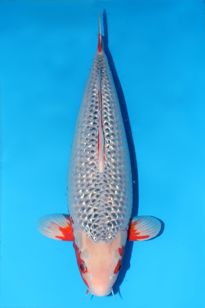 田中产 银鳞浅黄 三才 雌性 68cm 345009