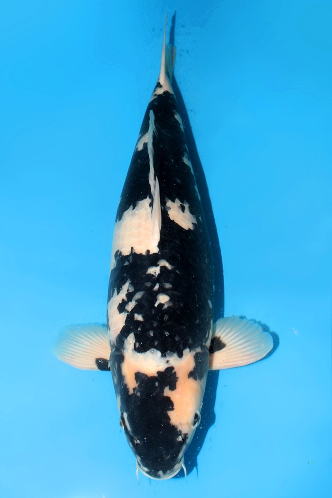 345005 (副本) (副本) (副本) (副本) (副本) (副本)