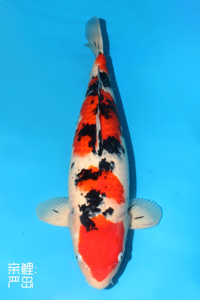 新阪井产 大正 三才 雌性 61cm 345018