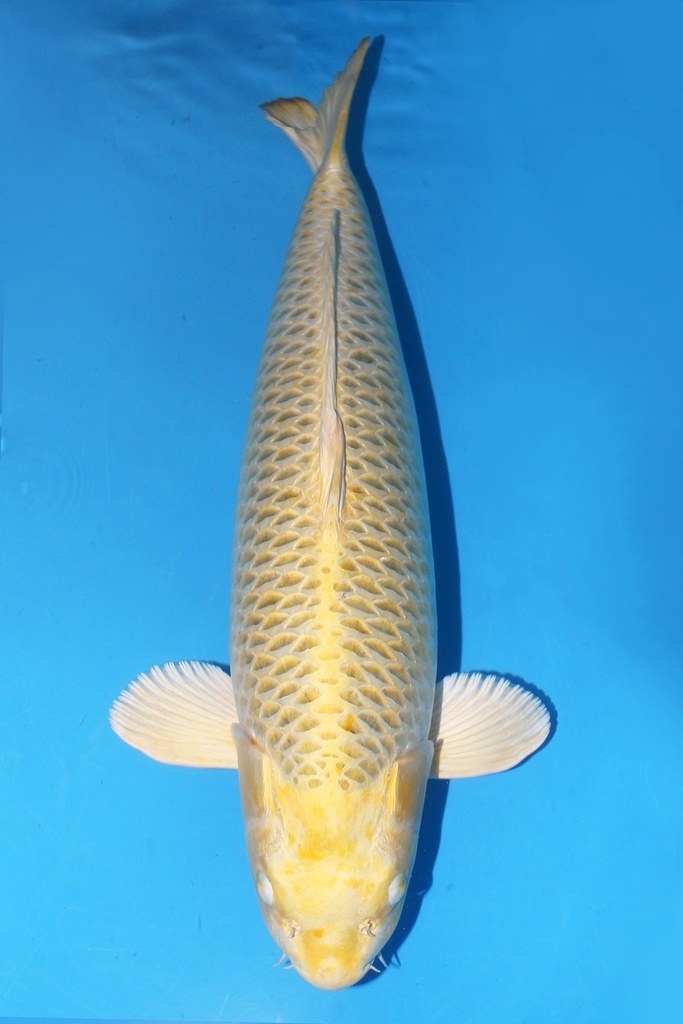 大日产 黄金松叶 三才 雌性 73cm 345030