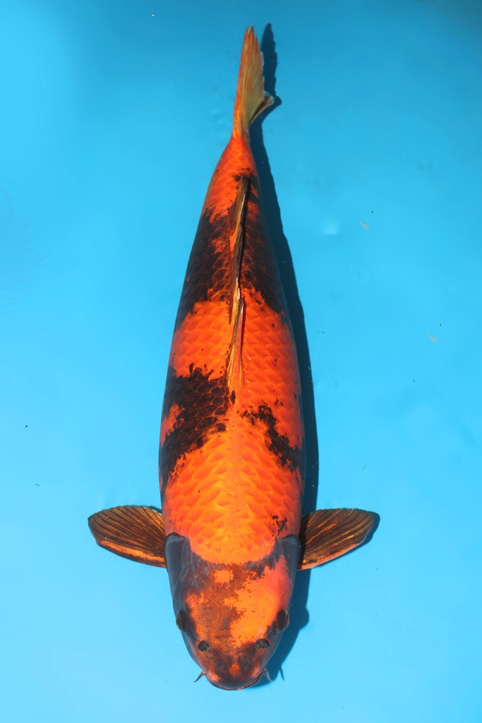 诚太郎产 金黄写 四才 雌性 69cm 345007